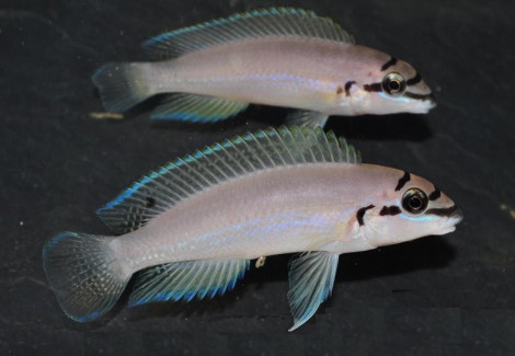 Chalinochromis Brichardi 3-4