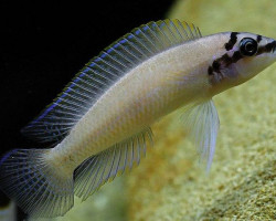 Chalinochromis Brichardi Kigoma 3-4