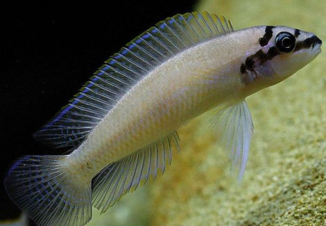 Chalinochromis Brichardi Kigoma 3-4