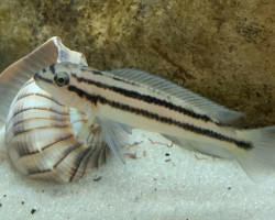 Chalinochromis Popelini 4-5