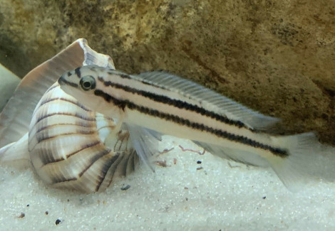 Chalinochromis Popelini 4-5