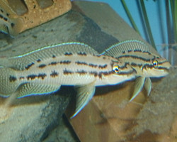 Chalinochromis Sp. Ndobhoi 4,5-5,5Cm