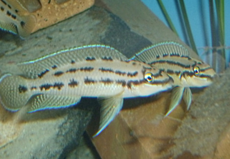 Chalinochromis Sp. Ndobhoi 4,5-5,5Cm