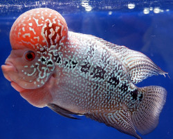 Cichlasoma Sp. Flowerhorn 5-6Cm