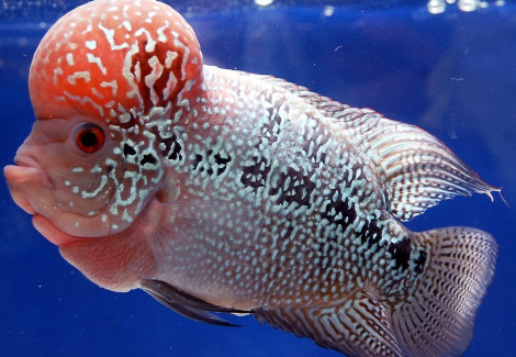 Cichlasoma Sp. Flowerhorn 5-6Cm