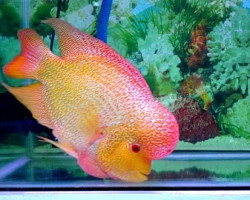 Cichlasoma Sp. Flowerhorn Sunset/Red 5Cm