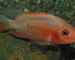 Cichlasoma/Amatitlania Nigrofasciata Xant 5-6