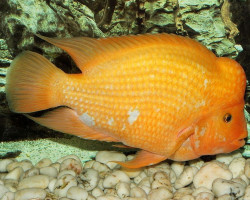 Cichlasoma/Amphilophus Citrinellus 6-7Cm