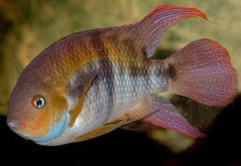 Cichlasoma/Archocentrus Sajica 3,5-4Cm