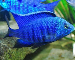 Copadichromis Azureus 4Cm