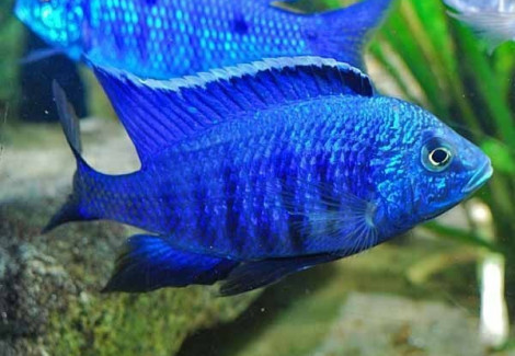 Copadichromis Azureus 4Cm