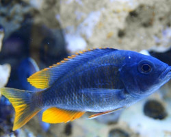 Copadichromis Borleyi Kadango Red Fin 4-5Cm