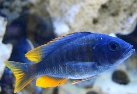 Copadichromis Borleyi Kadango Red Fin 4-5Cm