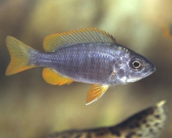 Copadichromis Borleyi Red Fin 3Cm