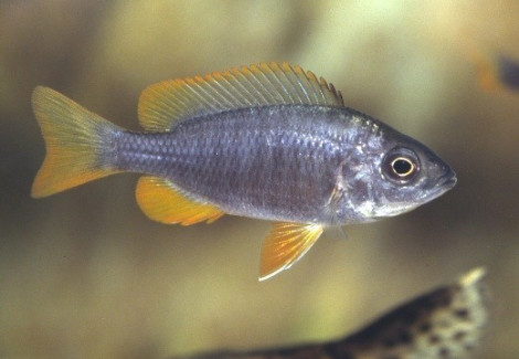 Copadichromis Borleyi Red Fin 4-5Cm