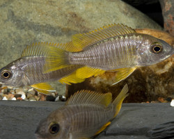 Copadichromis Borleyi Yellow Fin 4-5,5