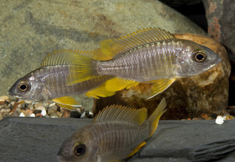 Copadichromis Borleyi Yellow Fin 4-5,5