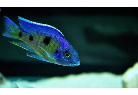 Copadichromis Deep Blue Cawango 6-7