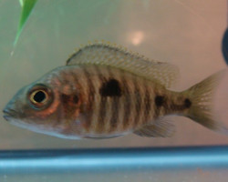 Copadichromis Mloto Ivory  Femmina 9-12Cm