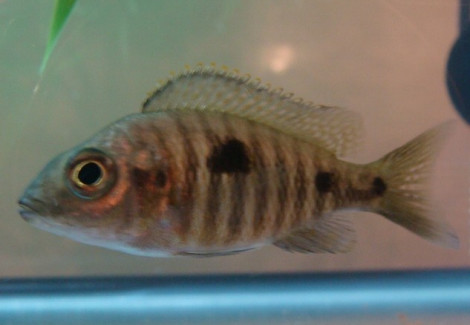 Copadichromis Mloto Ivory  Femmina 9-12Cm