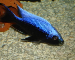 Copadichromis Mloto Ivory 4-5Cm