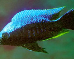 Copadichromis Mloto Ivory Head 4