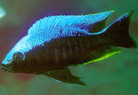 Copadichromis Mloto Ivory Head 4