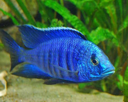 Copadichromis Sp. Blue Neon 3Cm