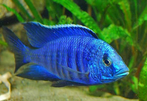 Copadichromis Sp. Blue Neon 3Cm