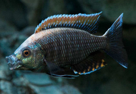 Copadichromis Virginalis Fire Crest F1 5