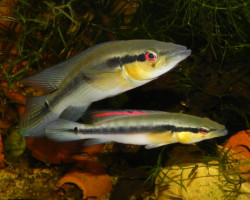 Crenicichla Proteus 6-7