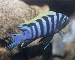 Cynotilapia Afra 3Cm