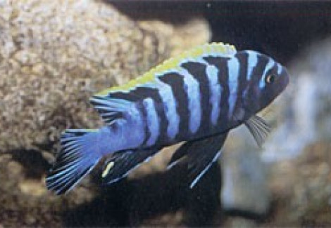 Cynotilapia Afra 3Cm