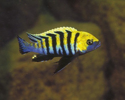 Cynotilapia Afra Cobue 4Cm