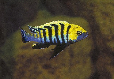 Cynotilapia Afra Cobue 4Cm