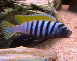 Cynotilapia Afra Jalo 5,5-7