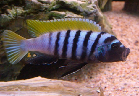 Cynotilapia Afra Jalo 5,5-7