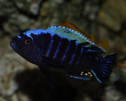 Cynotilapia Afra Mbamba Mpanga Rock 3-3,5Cm