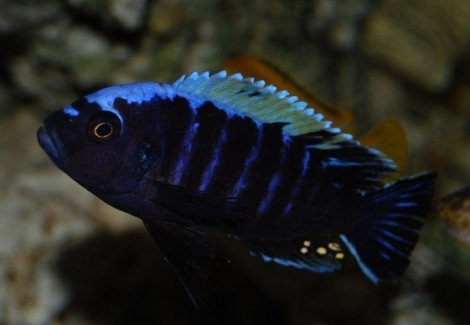 Cynotilapia Afra Mbamba Mpanga Rock 3-3,5Cm