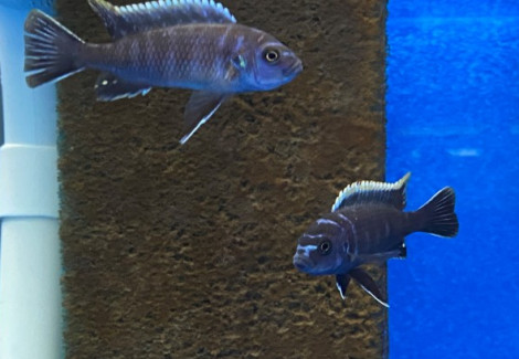 Cynotilapia Afra Ndonga 3