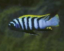 Cynotilapia Afra Red Dorsal 10-12 Cm