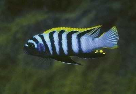 Cynotilapia Afra Red Dorsal 10-12 Cm