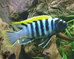 Cynotilapia Afra Red Top Likoma 4-5Cm