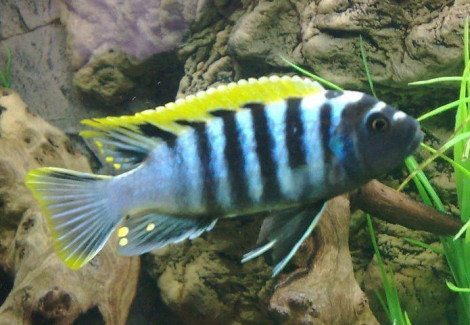 Cynotilapia Afra Red Top Likoma 4-5Cm