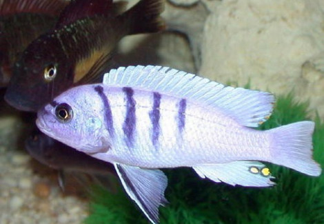 Cynotilapia Afra White 5-6Cm