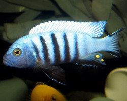 Cynotilapia Afra White Top Lumbaulo 3Cm