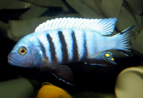 Cynotilapia Afra White Top Lumbaulo 3Cm