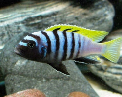 Cynotilapia Afra Yellow Fin 4-5Cm