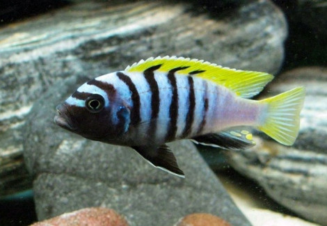 Cynotilapia Afra Yellow Fin 4-5Cm