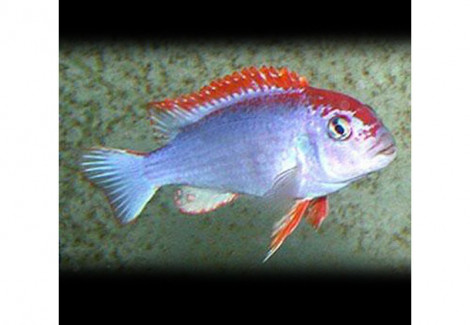 Cynotilapia Fletti-Red-Top 4-5Cm